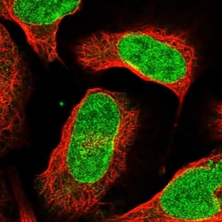C12orf45 Antibody, Novus Biologicals:Antibodies:Primary Antibodies